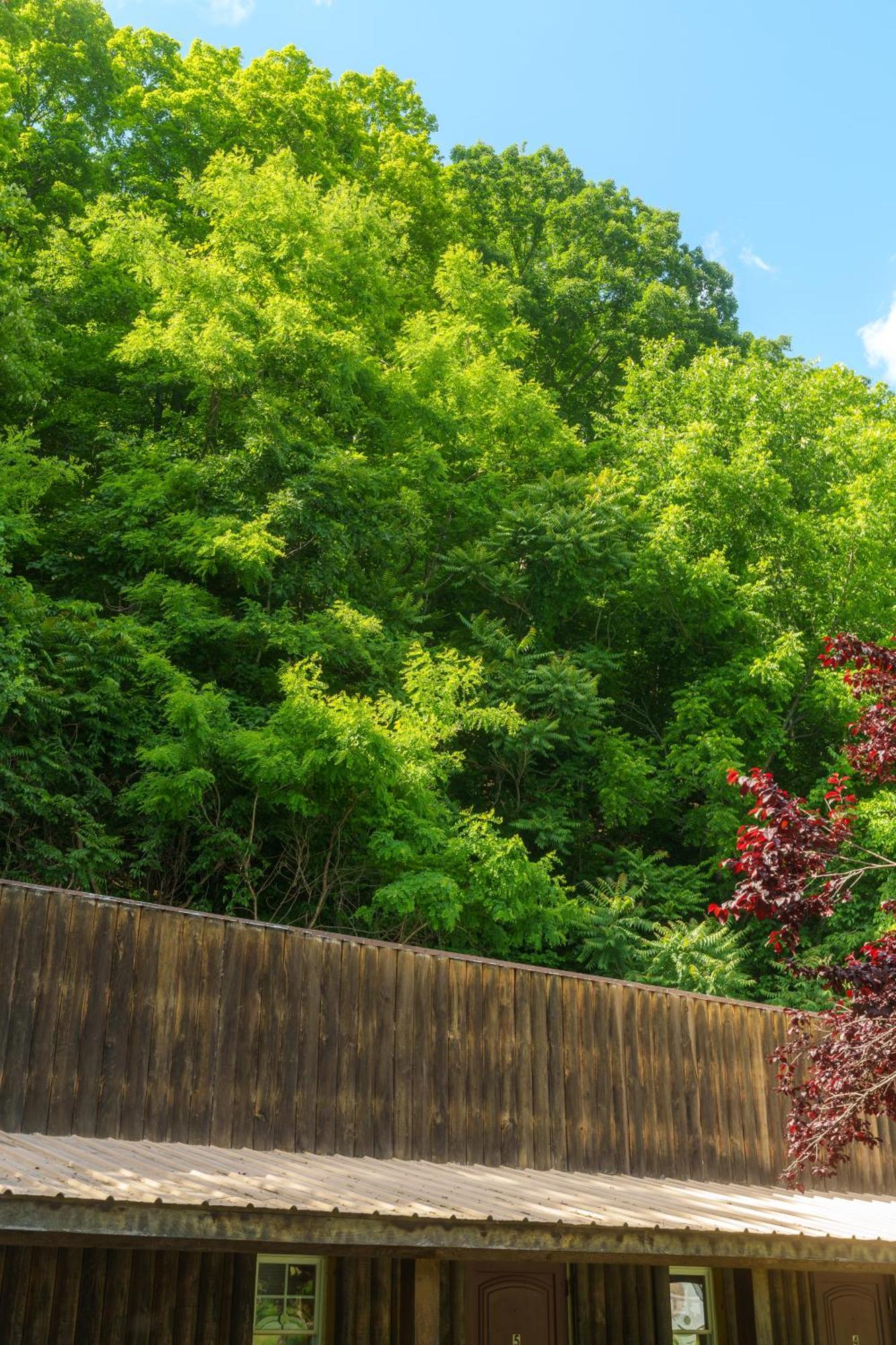Seneca Pines Lodge Seneca Rocks エクステリア 写真